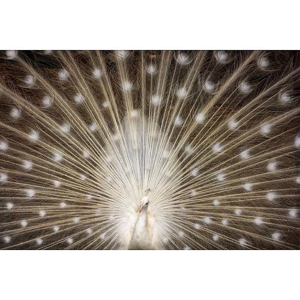 A Rare White Peacock In Full Display Photograph by Larry Marshall