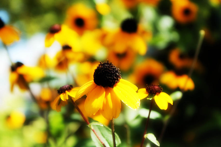 A Ray of Sunshine Photograph by Komal Sandhu Pixels