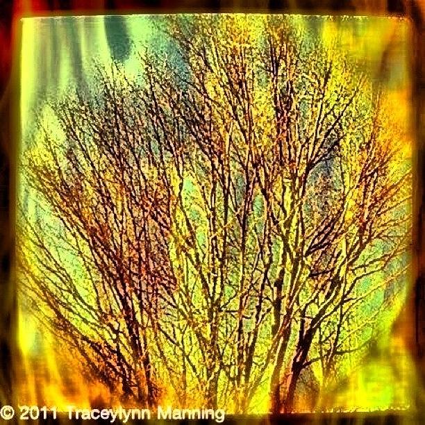 A Re-post That I Filtered Photograph by Tracey Manning
