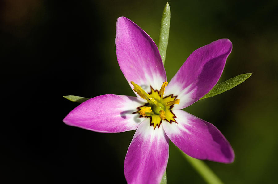 A Real Wild Flower Photograph by Rich Franco