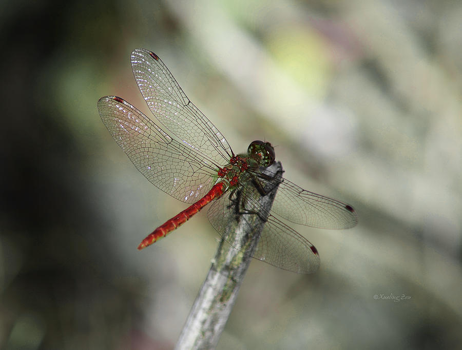 A Red Dragonfly Photograph by Xueling Zou