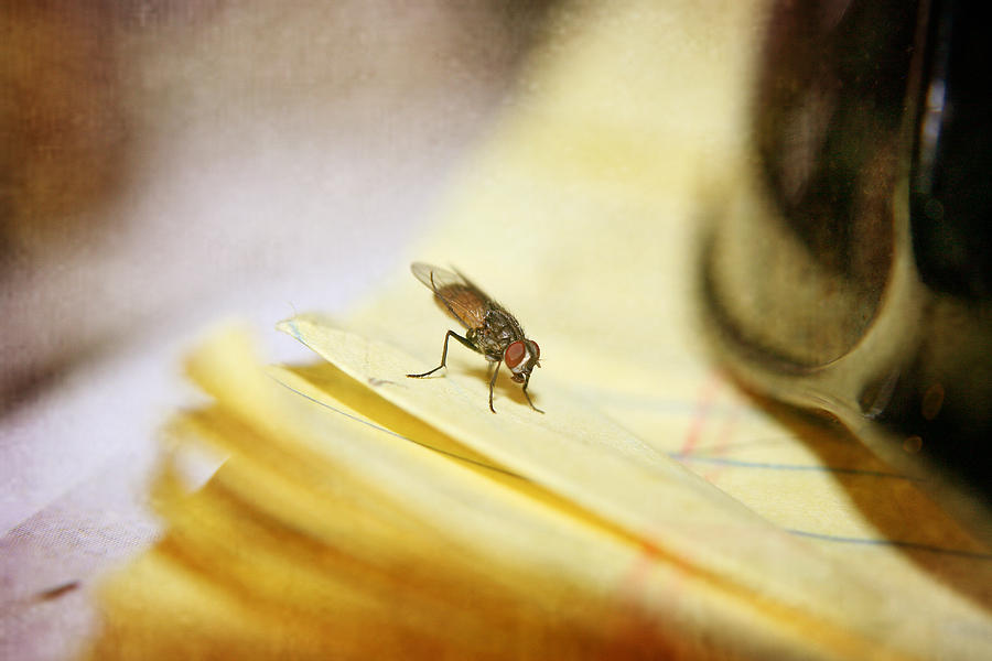 A Red Eyes Fly on the Yellow Paper Photograph by Ester McGuire