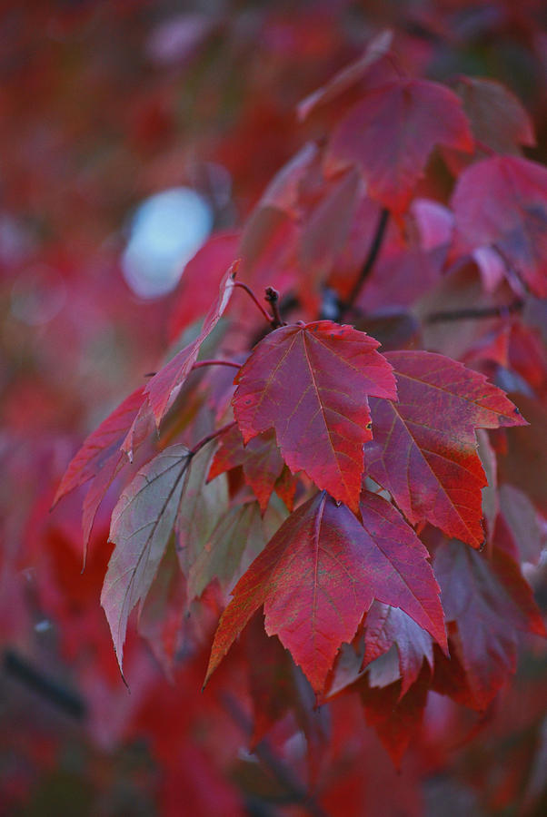 A red Fall Photograph by Michelle Cruz - Fine Art America