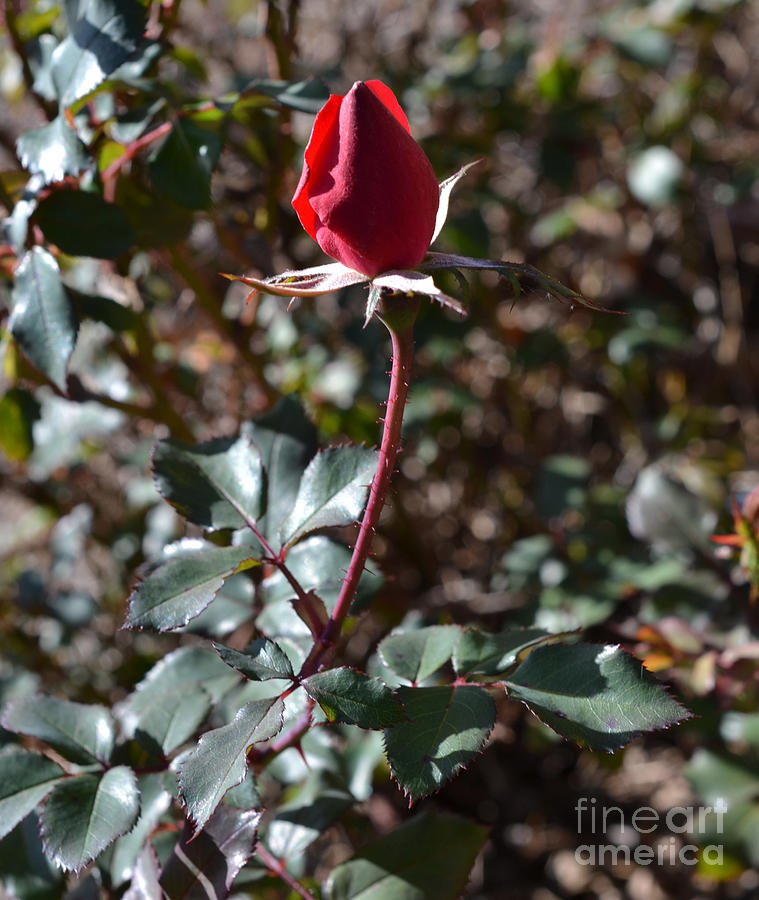 A Red Rose Bud Photograph by Eva Thomas - Fine Art America