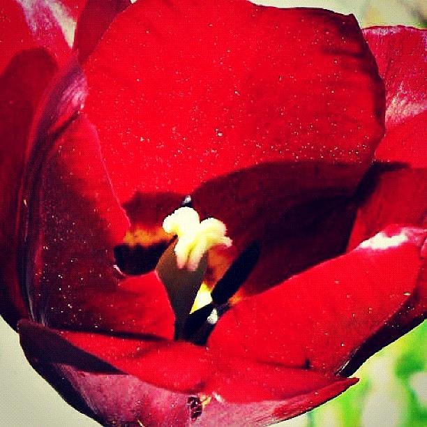 Tulip Photograph - A Red Tulip Of Beauty  by Katie Phillips