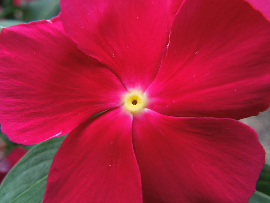 A Red Vinca Flower Photograph by Chad and Stacey Hall