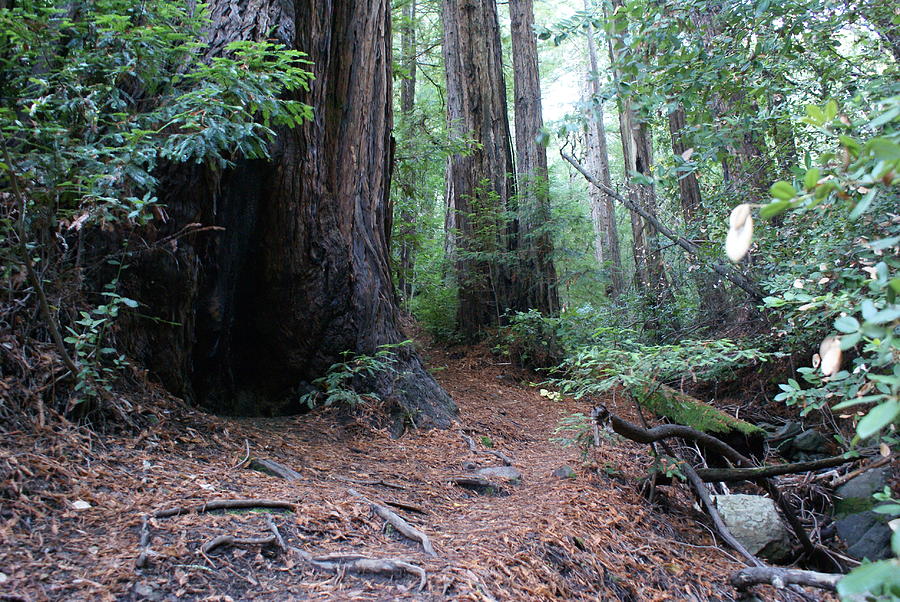 A Redwood Forest Trail on Mt Tamalpais Photograph by Ben Upham III