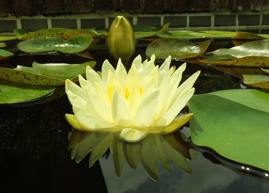 Lotus Flower Photograph - A Reflection in the Water by Chad and Stacey Hall