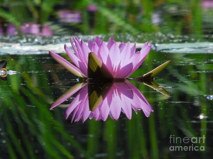 A Reflection of A Fuchsia Water Lily Photograph by Chad and Stacey Hall