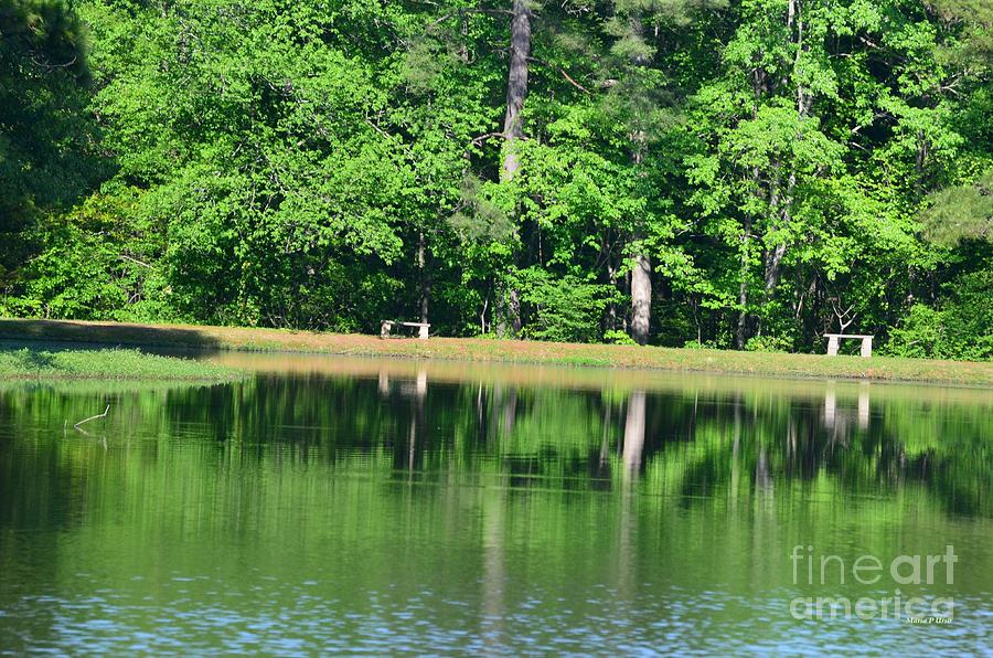 Tree Photograph - A Reflective Place of Peaceful Rest by Maria Urso