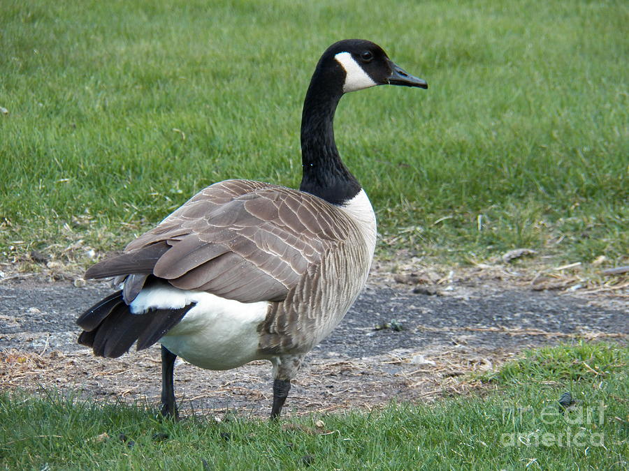 A Regal Goose Photograph by Judy Via-Wolff