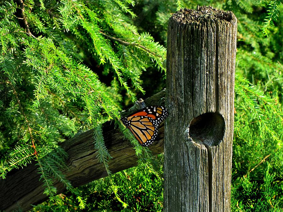 A Resting Butterfly Photograph by David Dehner