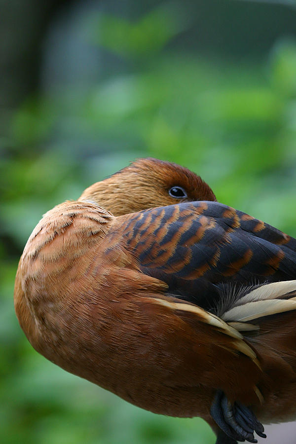 Duck Photograph - A Resting Fulvous Duck  by Karol Livote