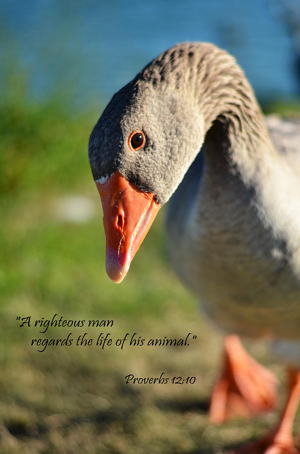Duck Photograph - A righteous man by J L