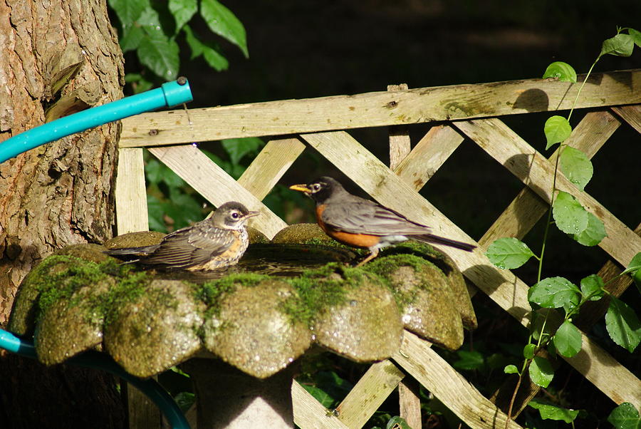 A Robin Couple at the Shower Photograph by Margie Avellino