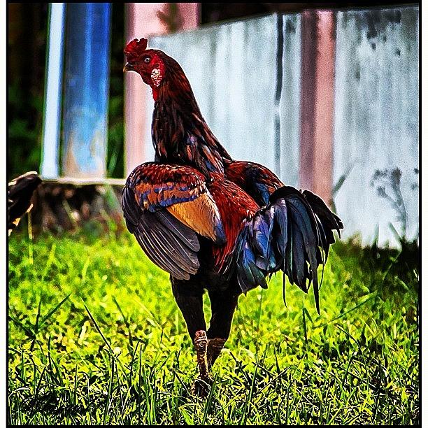 Rooster Photograph - A Rooster During My Photo Run Yesterday by Ahmed Oujan
