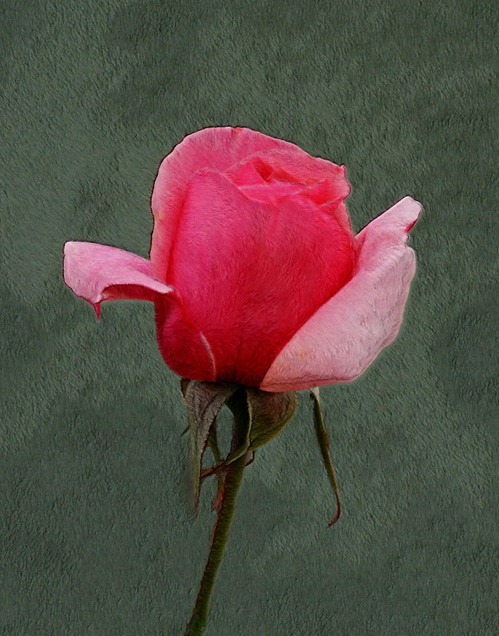 A Rose 2 Photograph by Ernest Echols