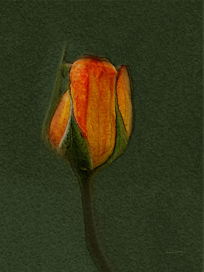 A Rose 3 Photograph by Ernest Echols