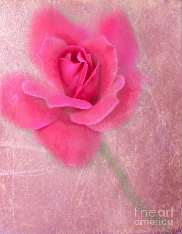 A Rose by Any Other Name Photograph by Betty LaRue