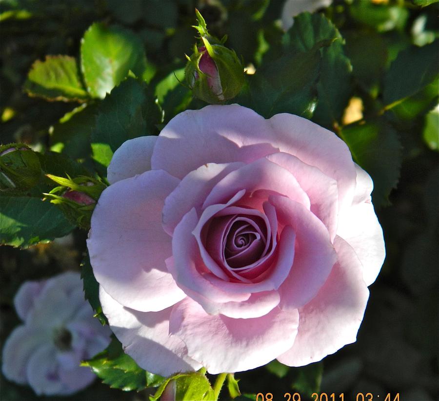 A Rose By Any Other Name Photograph by Randy Rosenberger