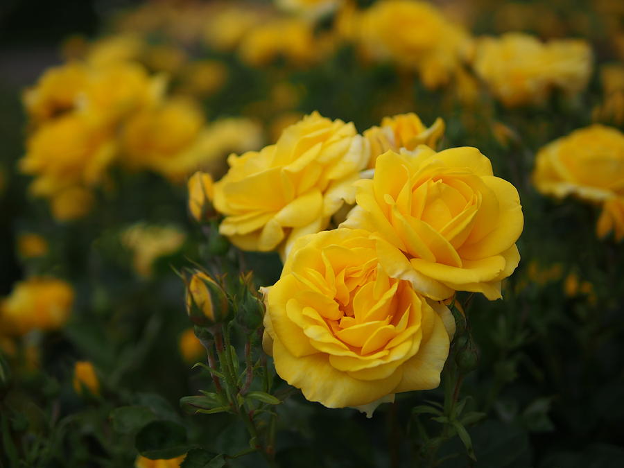 A RoseColored View 019 YELLOW Photograph by Takeshi Uchimura Fine