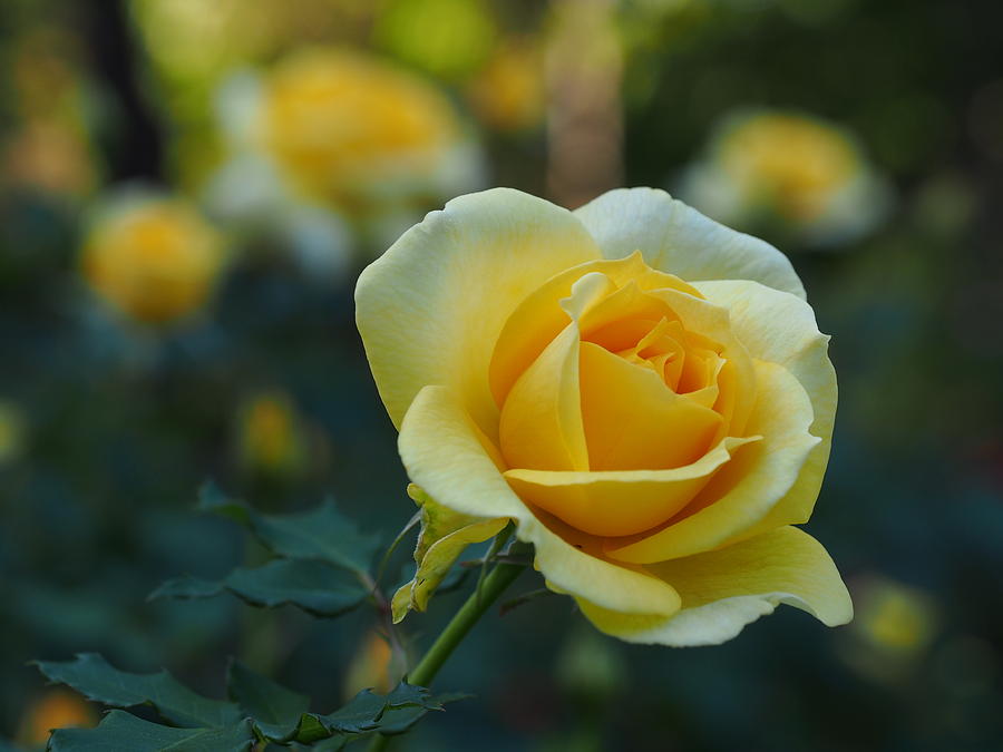 A RoseColored View 020 YELLOW Photograph by Takeshi Uchimura