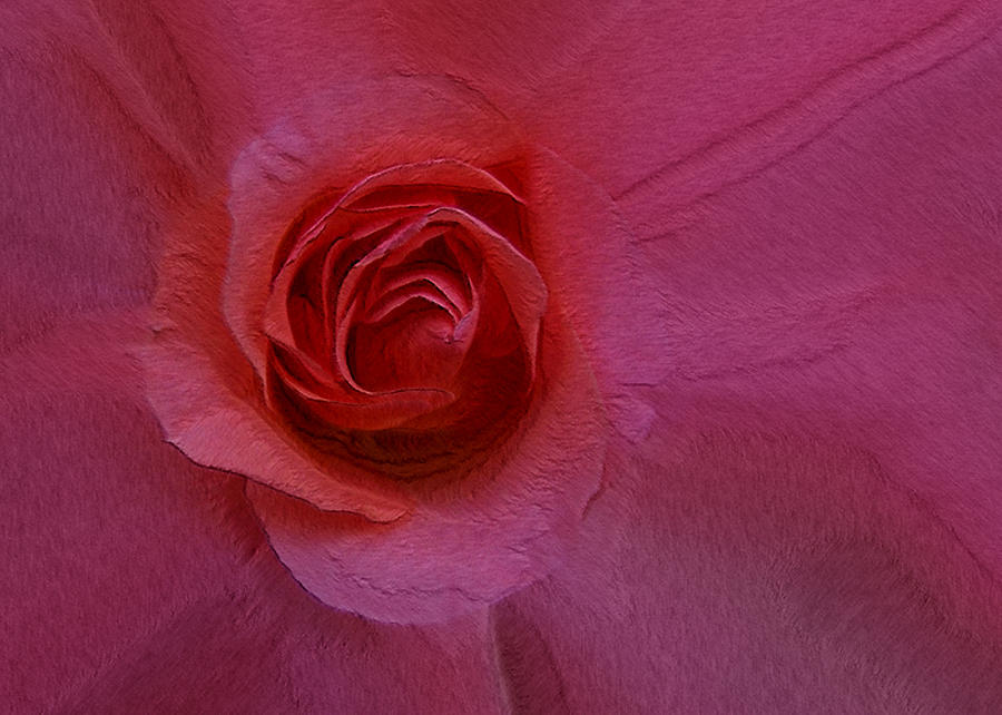 A Rose Photograph by Ernest Echols