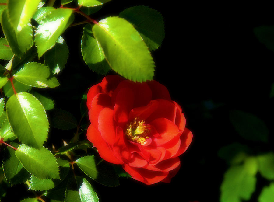 a rose for Jody-Ann Photograph by Bruce Carpenter
