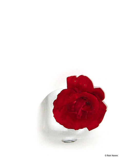 A Rose in a Porcelain Bowl Photograph by Rein Nomm