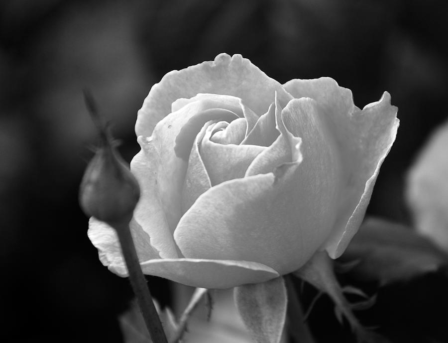 A Rose in Black and White Photograph by Janice Adomeit