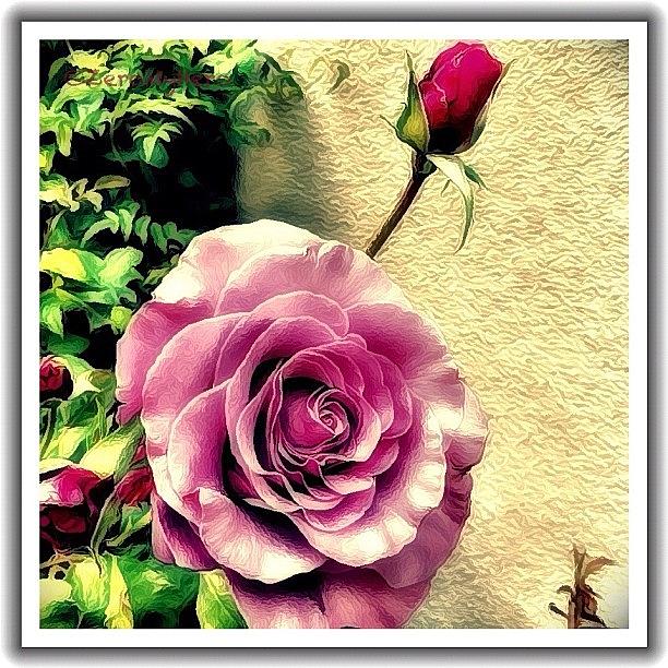Instagram Photograph - A Rose In Lilac by Chris 👀valencia💋