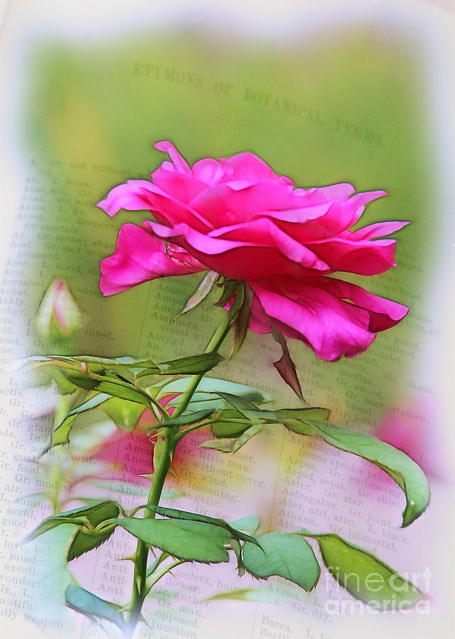 A Rose is a Rose is a . . . Photograph by Judi Bagwell