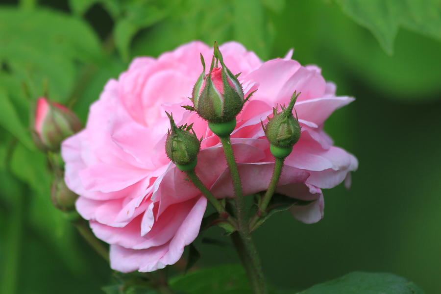 A Rose is a Rose Photograph by Mike Stouffer - Fine Art America