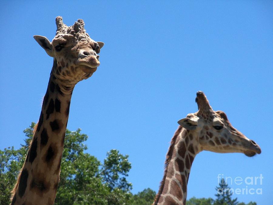 A Rothschild Giraffe and A Reticulated Giraffe Photograph by Lorrie