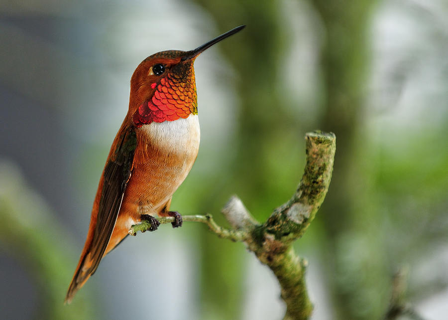 A Rufous Hummingbird perched Photograph by Bill Dodsworth