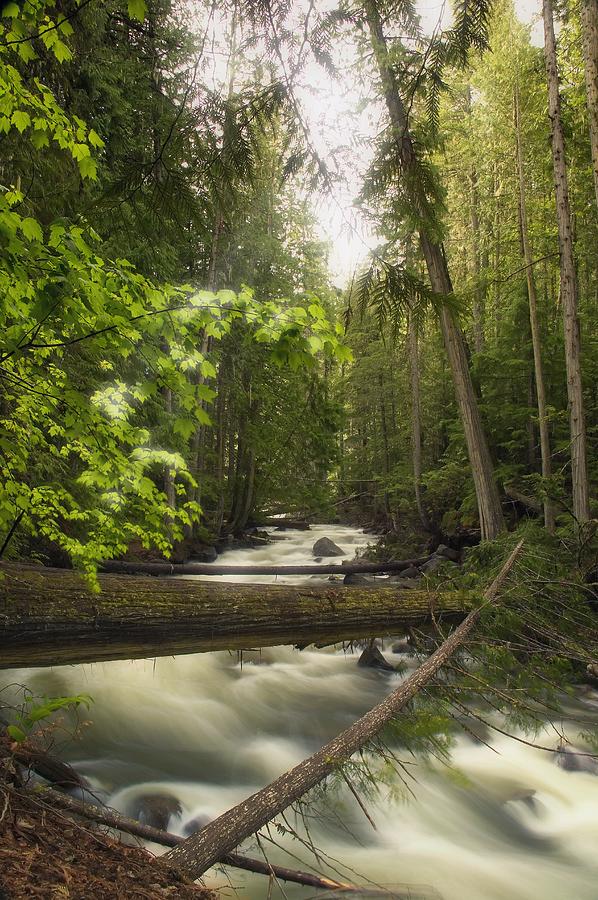Nature Photograph - A Rushing River In A Forest by Carson Ganci