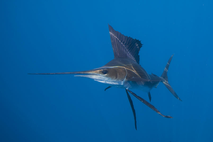 A Sailfish With Raised Dorsal Fins Photograph by Paul Nicklen