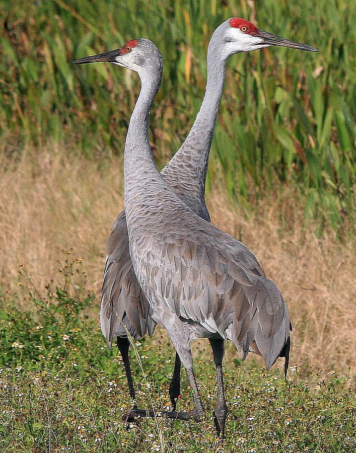 A Sandhill Crane Pair Photograph by Ira Runyan Pixels