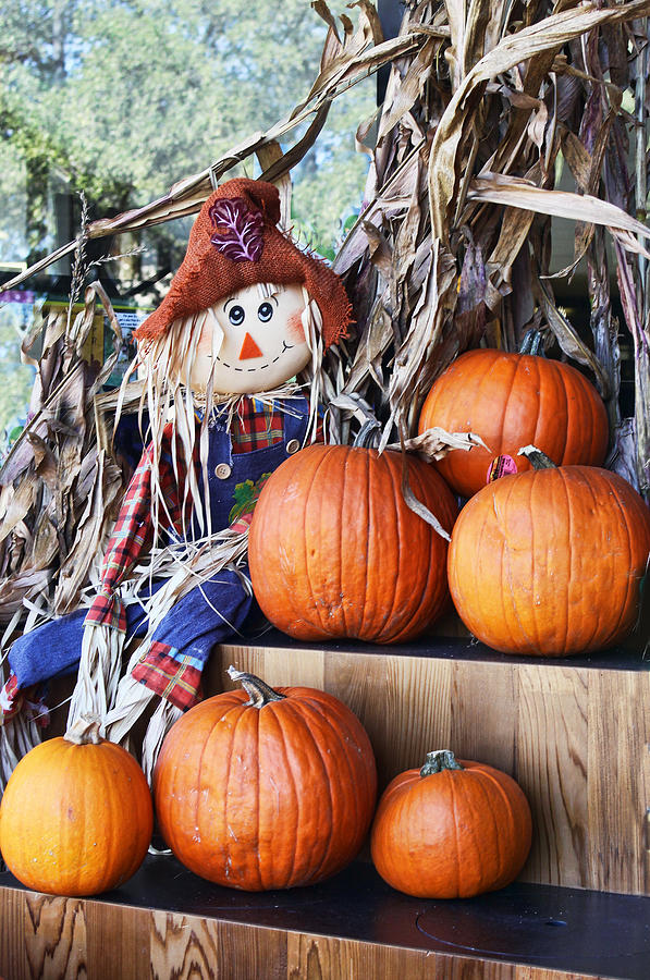 A Scarecrow with Pumpkins Photograph by Linda Phelps