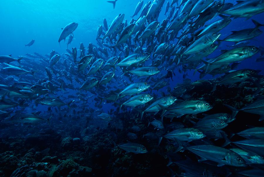 A School Of Fish In A Blue Sea Photograph by Wolcott Henry