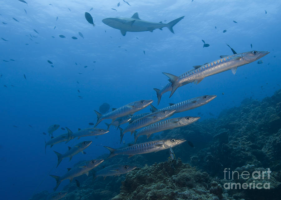 A School Of Pickhandle Barracuda, Papua Photograph by Steve Jones