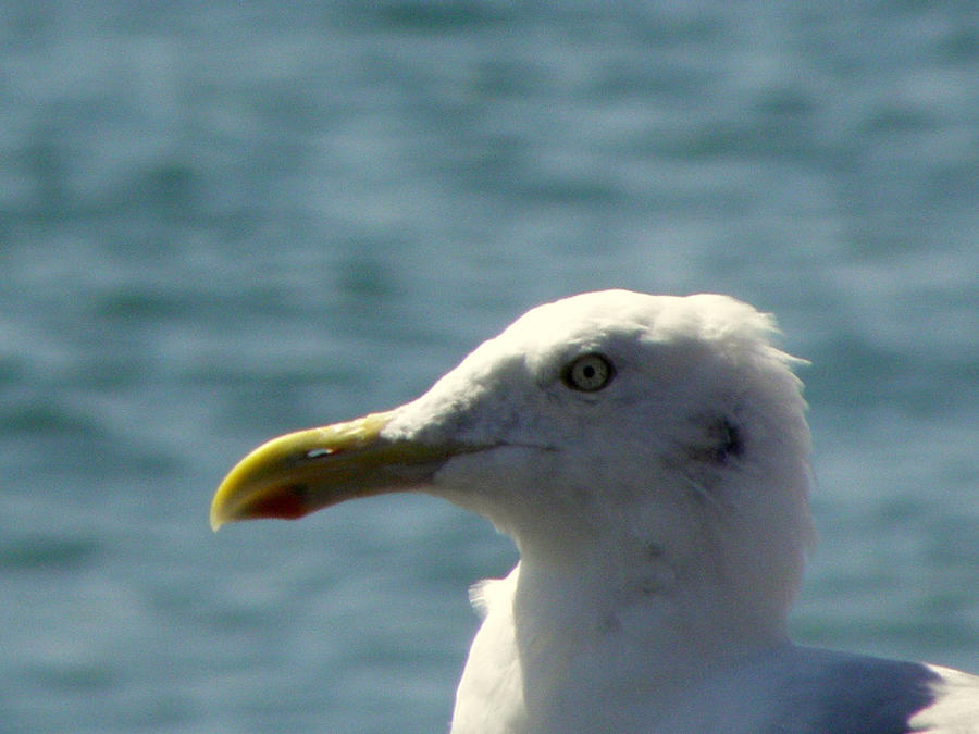 A Seagulls Eye View Photograph by Kim Galluzzo