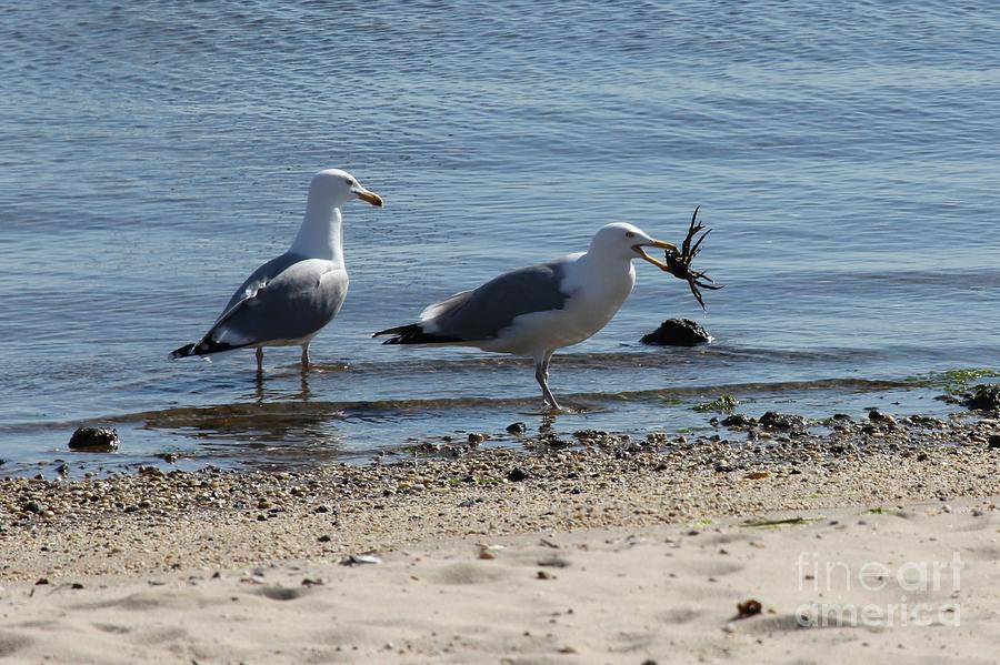 A Seagull's Meal Photograph By Scenesational Photos - Fine Art America