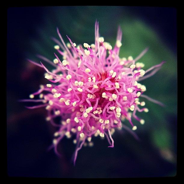 Nature Photograph - A Sensitive Plant, Mimosa Flower Or Shy by Zachary Voo
