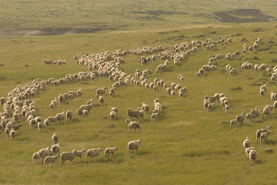 A Sheep Ranch In Spring In South Dakota Photograph by Phil Schermeister