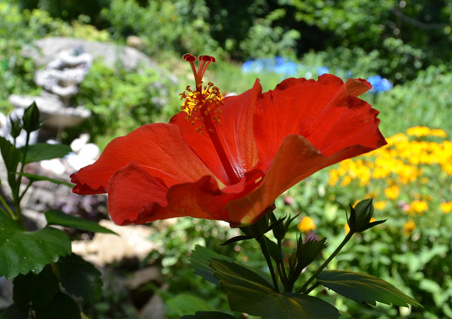 Flower Photograph - A Side Of Hibiscus by Wanda J King