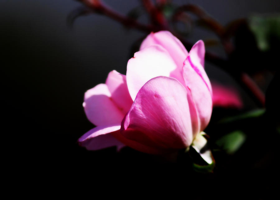 Rose Photograph - A Simple Rose by Travis Truelove