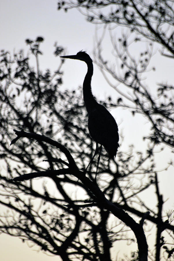 A Simple Silhouette Photograph by Lori Tambakis