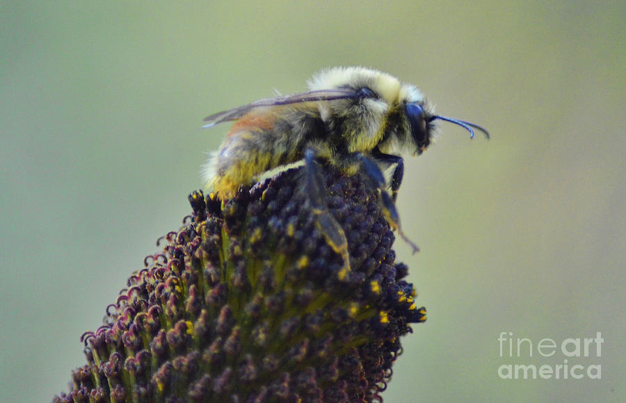 A Single Bee Photograph by Donna Greene