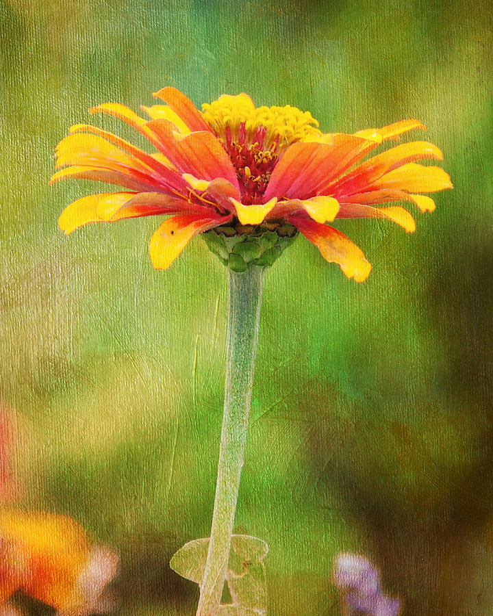 A Single Bloom Color Photograph by Jai Johnson